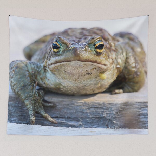 Item preview, Here I am. European toad designed and sold by Jouko Lehto Photography.