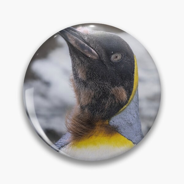Item preview, Portrait of an Almost Adult King Penguin designed and sold by PhotoArt by Joan Carroll.