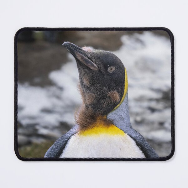 Item preview, Portrait of an Almost Adult King Penguin designed and sold by PhotoArt by Joan Carroll.
