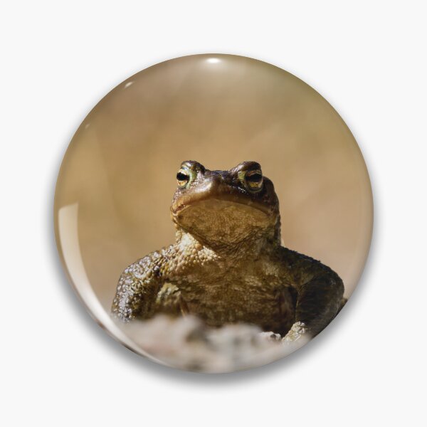 Item preview, Drylands. European toad designed and sold by Jouko Lehto Photography.