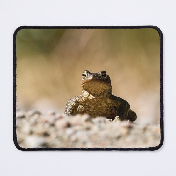 Item preview, Drylands. European toad designed and sold by Jouko Lehto Photography.