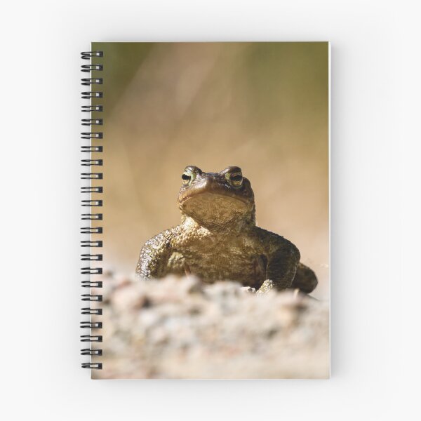 Item preview, Drylands. European toad designed and sold by Jouko Lehto Photography.