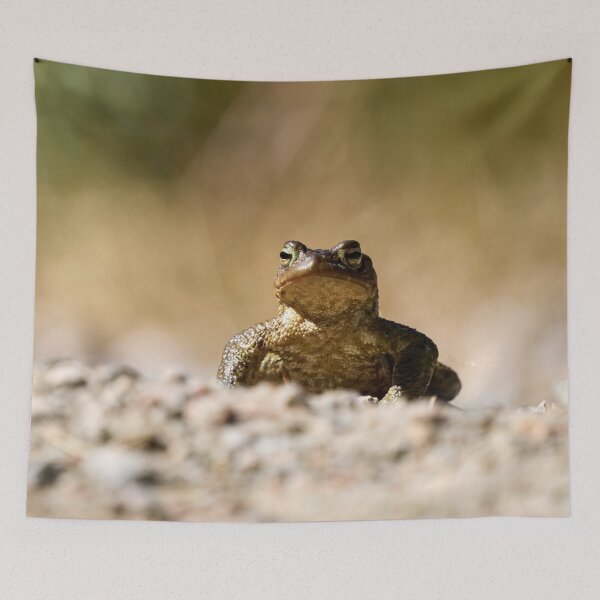 Item preview, Drylands. European toad designed and sold by Jouko Lehto Photography.