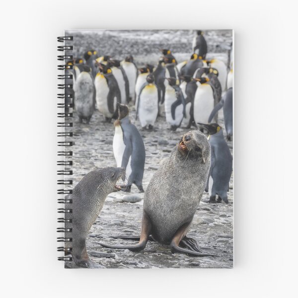 Item preview, Two Fur Seals South Georgia Island designed and sold by PhotoArt by Joan Carroll.