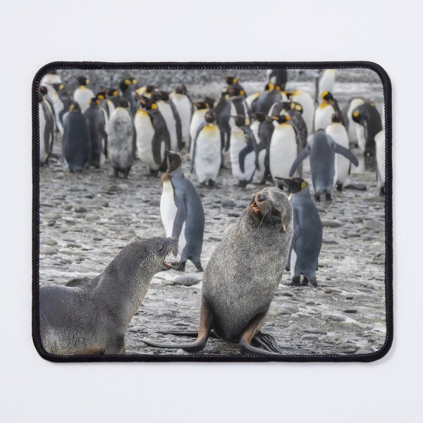 Item preview, Two Fur Seals South Georgia Island designed and sold by PhotoArt by Joan Carroll.