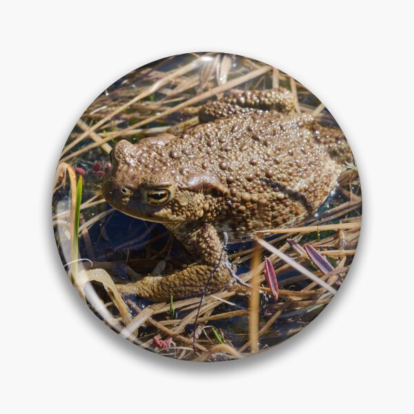 Item preview, Wetlands. European toad designed and sold by Jouko Lehto Photography.
