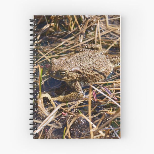Item preview, Wetlands. European toad designed and sold by Jouko Lehto Photography.