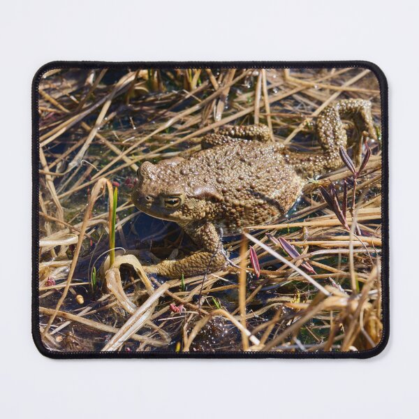 Item preview, Wetlands. European toad designed and sold by Jouko Lehto Photography.