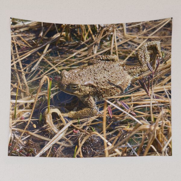 Item preview, Wetlands. European toad designed and sold by Jouko Lehto Photography.