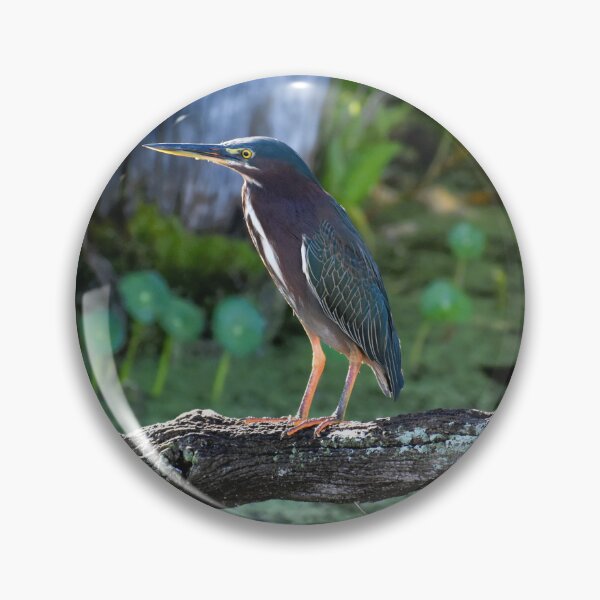 Item preview, Green Heron designed and sold by SeaChelly .