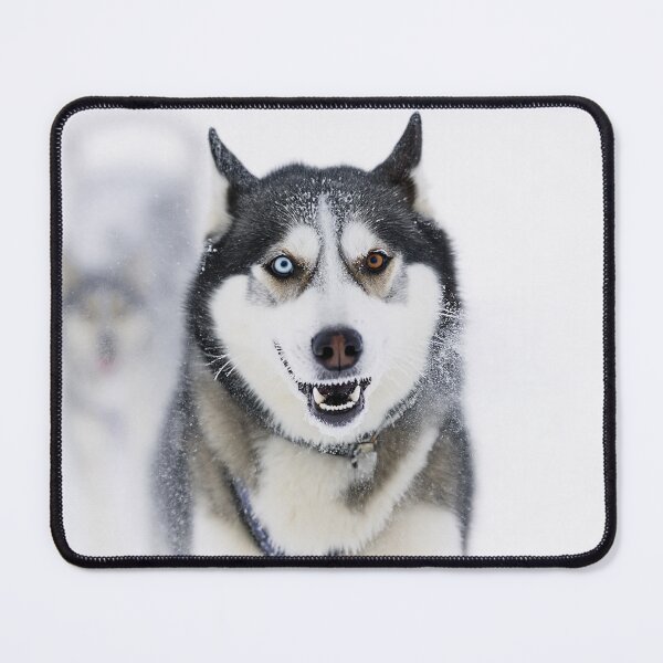 Item preview, heterochromia eyed Husky designed and sold by psychoshadow.