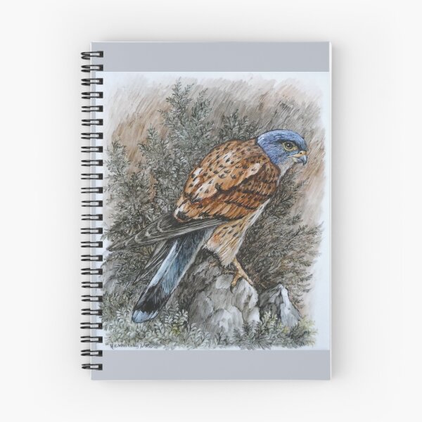 Item preview, Kestrel perched on Rock R E Whitaker designed and sold by Collector-RB.