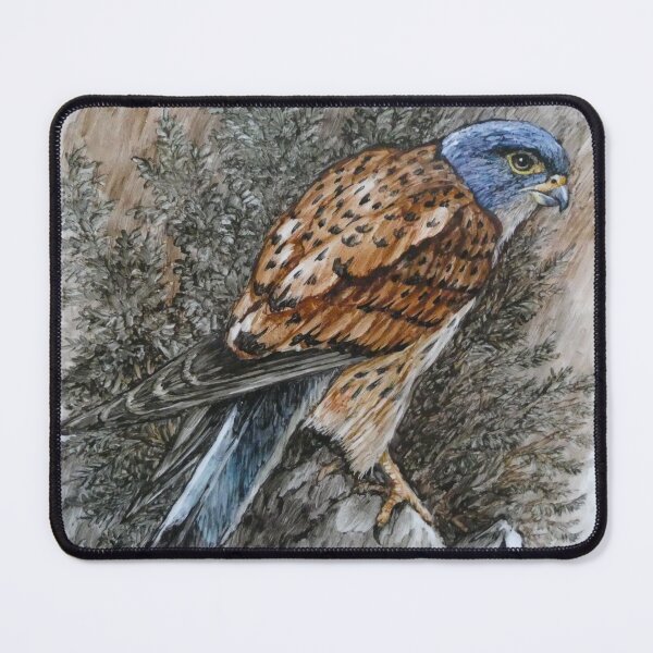 Item preview, Kestrel perched on Rock R E Whitaker designed and sold by Collector-RB.