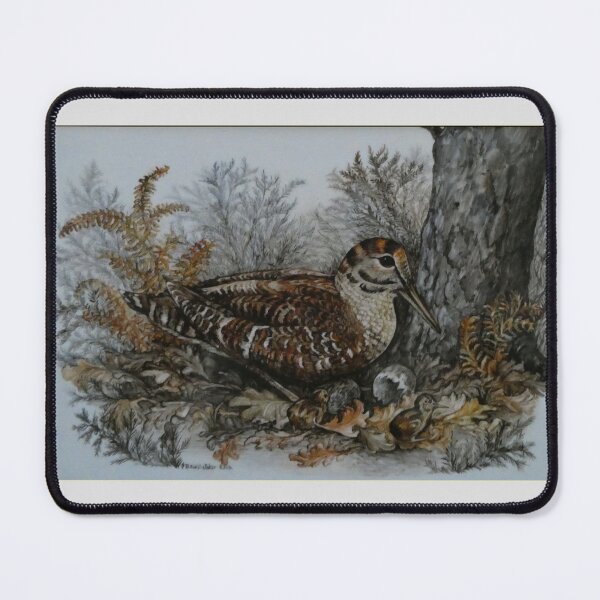 Item preview, Woodcock and two chicks by Rita E Whitaker designed and sold by Collector-RB.