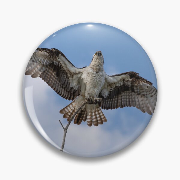 Item preview, American Osprey  designed and sold by Zina Stromberg.