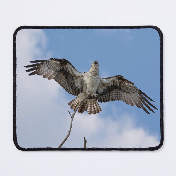 Item preview, American Osprey  designed and sold by Zina Stromberg.