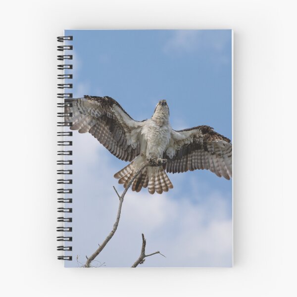 Item preview, American Osprey  designed and sold by Zina Stromberg.