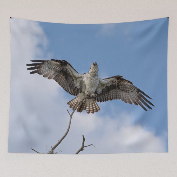 Item preview, American Osprey  designed and sold by Zina Stromberg.