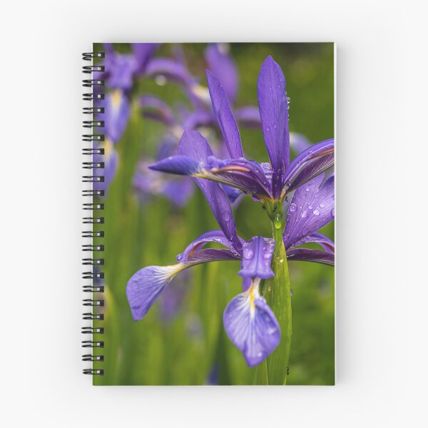 Item preview, After the Rain — Purple Iris in Full Bloom designed and sold by Rabee Khalil Photography.