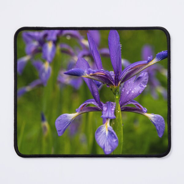 Item preview, After the Rain — Purple Iris in Full Bloom designed and sold by Rabee Khalil Photography.