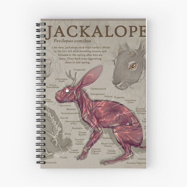 Item preview, jackalope anatomy designed and sold by chaoticcaprisun.