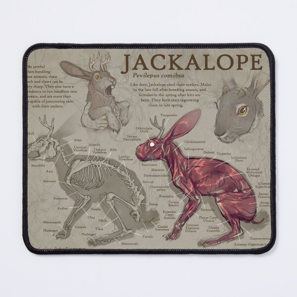 Item preview, jackalope anatomy designed and sold by chaoticcaprisun.