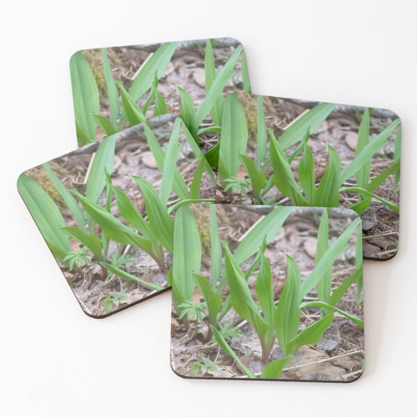 Item preview, Spring Ramps Upper Penninsula Michigan designed and sold by Steven Holt.