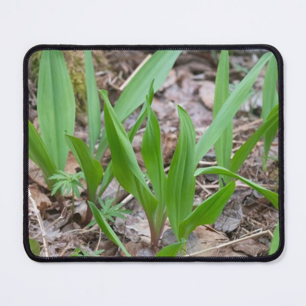 Item preview, Spring Ramps Upper Penninsula Michigan designed and sold by Steven Holt.