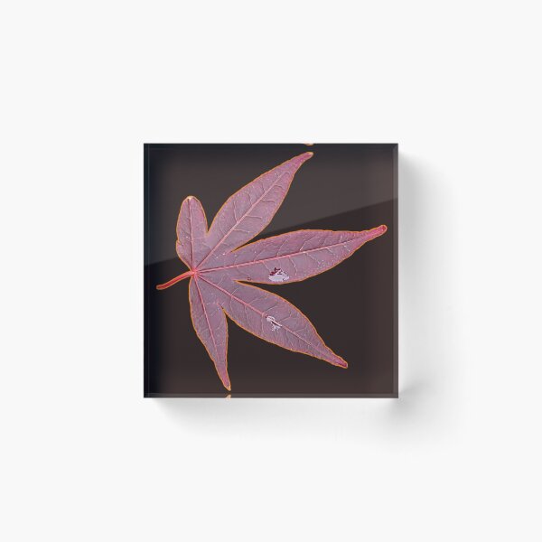 Item preview, Crimson Spring: Japanese Maple Leaf Art designed and sold by Sir Martin.