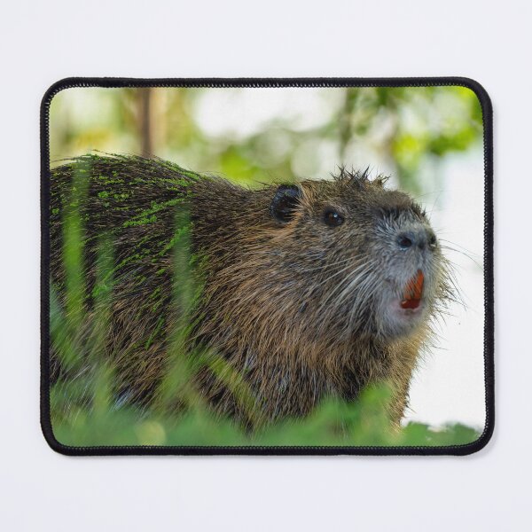 Item preview, Large Nutria in the Evening designed and sold by Pondside-Pics.