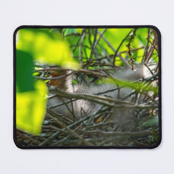 Item preview, Baby Green Heron in a Nest designed and sold by Pondside-Pics.