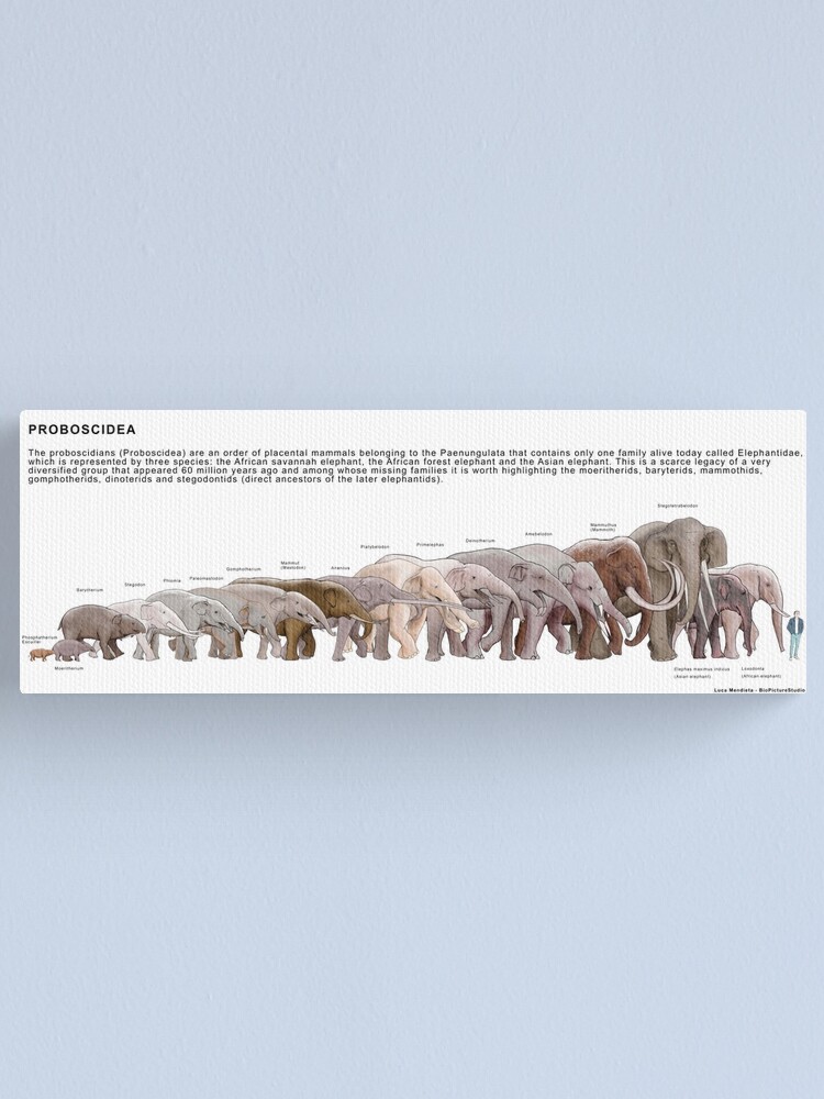 Thumbnail 1 of 3, Canvas Print, Proboscidea designed and sold by BioPicture.