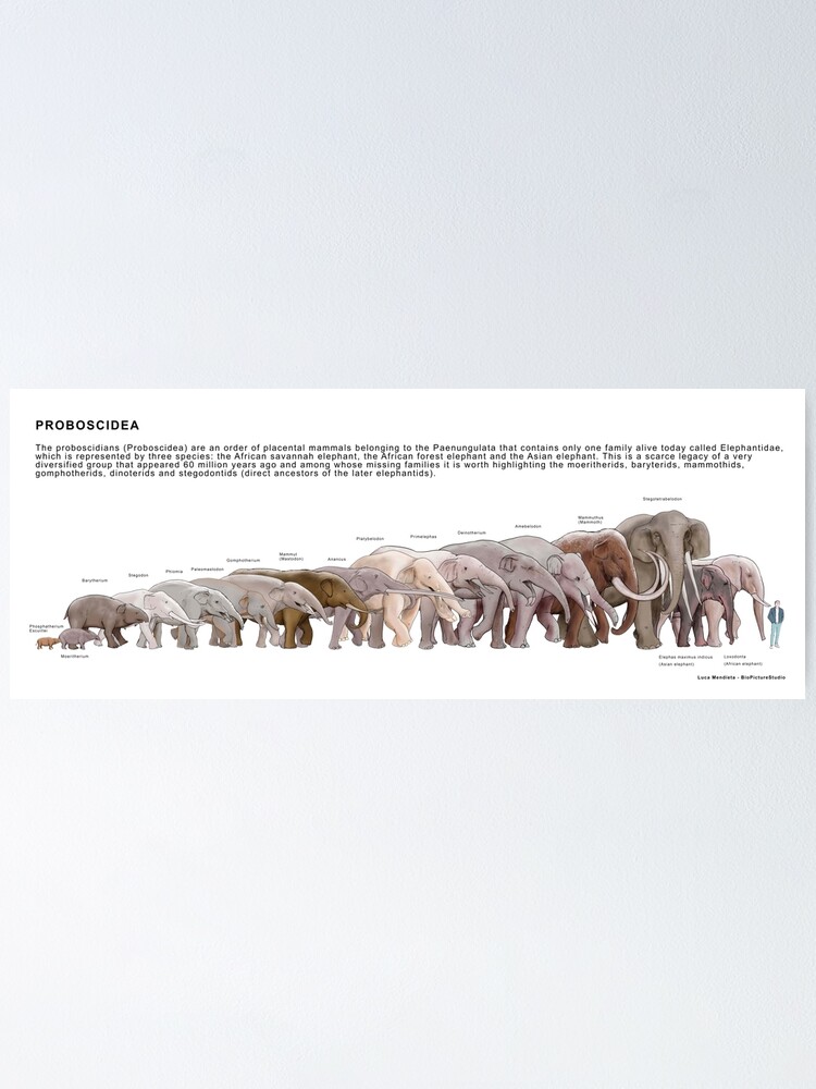 Thumbnail 1 of 3, Poster, Proboscidea designed and sold by BioPicture.