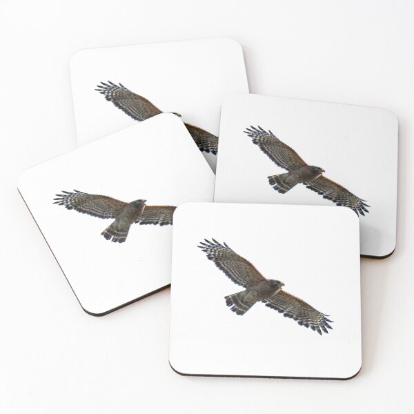 Item preview, Red-Shouldered Hawk Soaring and Calling designed and sold by Pondside-Pics.