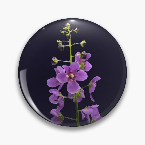 Item preview, Violet Ascent — Purple Verbascum, Dark Botanical Photograph designed and sold by Susarellis.