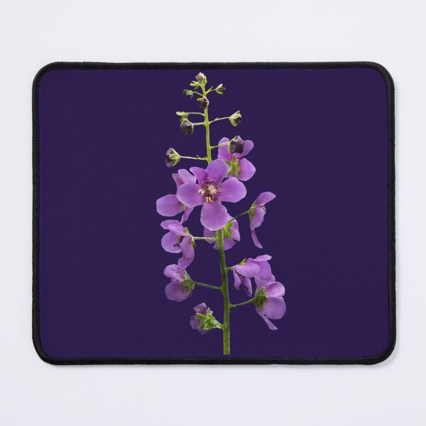 Item preview, Violet Ascent — Purple Verbascum, Dark Botanical Photograph designed and sold by Susarellis.