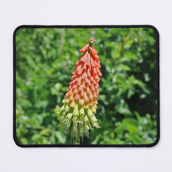 Item preview, Torch Lily designed and sold by McFleur's Lens.