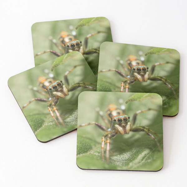 Item preview, Northern Sparkling Jumping Spider designed and sold by robdwildlife.