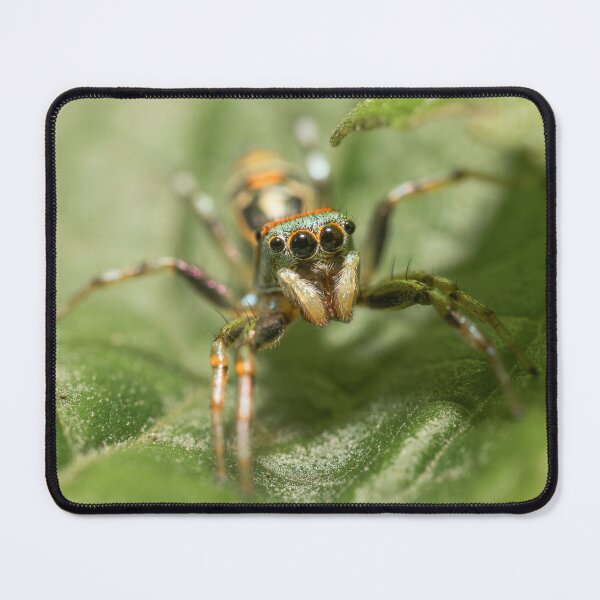 Item preview, Northern Sparkling Jumping Spider designed and sold by robdwildlife.