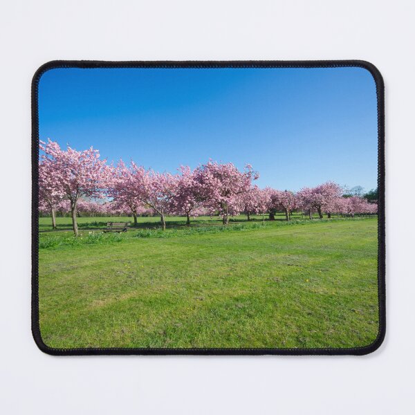 Item preview, The Stray Cherry Blossom Harrogate designed and sold by Alisonchambers2.