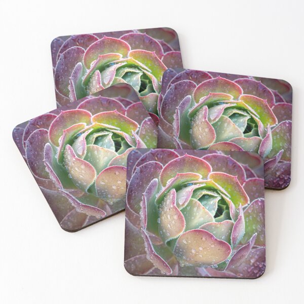 Item preview, Succulent with rain drops designed and sold by stephendean.