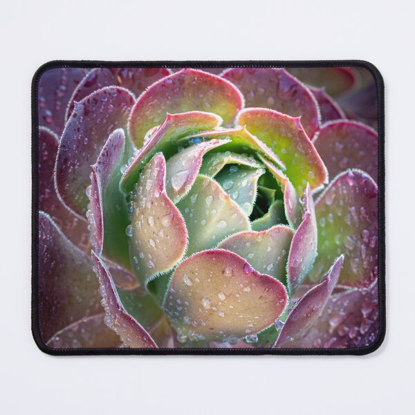 Item preview, Succulent with rain drops designed and sold by stephendean.