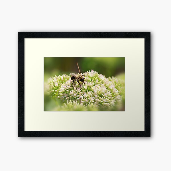 Busy Little Bee Framed Art Print