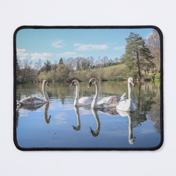 Item preview, A gathering of swans designed and sold by Martin Fenton.