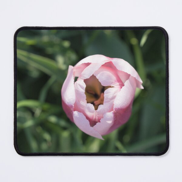 Item preview, Pink Dewdrops - Delicate Tulip Bloom Opening Among Green Foliage designed and sold by Georgia Mizuleva.