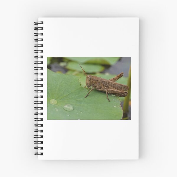 Item preview, Grasshopper eating leave designed and sold by DSP colletion.
