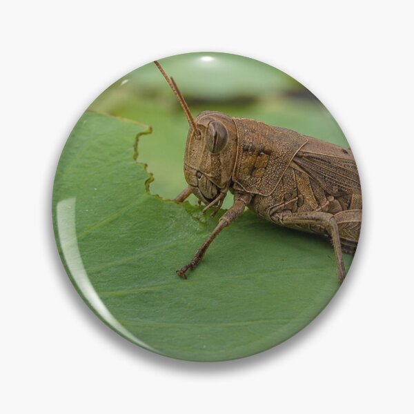 Item preview, Grasshopper eating leave designed and sold by DSP colletion.