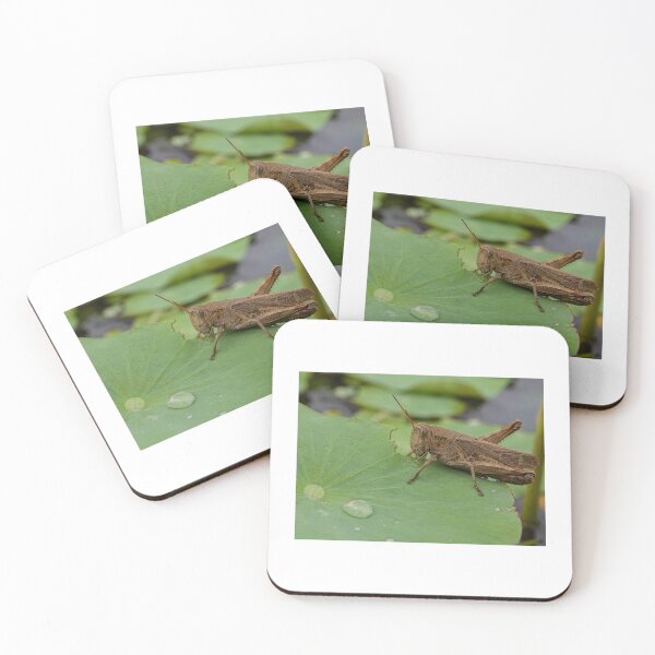 Item preview, Grasshopper eating leave designed and sold by DSP colletion.