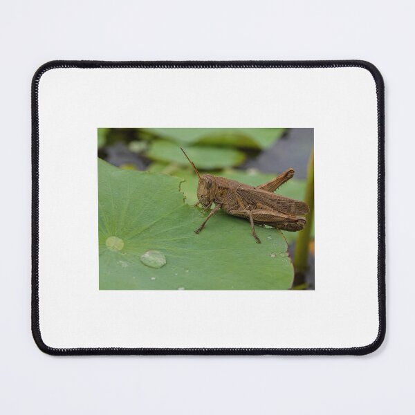 Item preview, Grasshopper eating leave designed and sold by DSP colletion.
