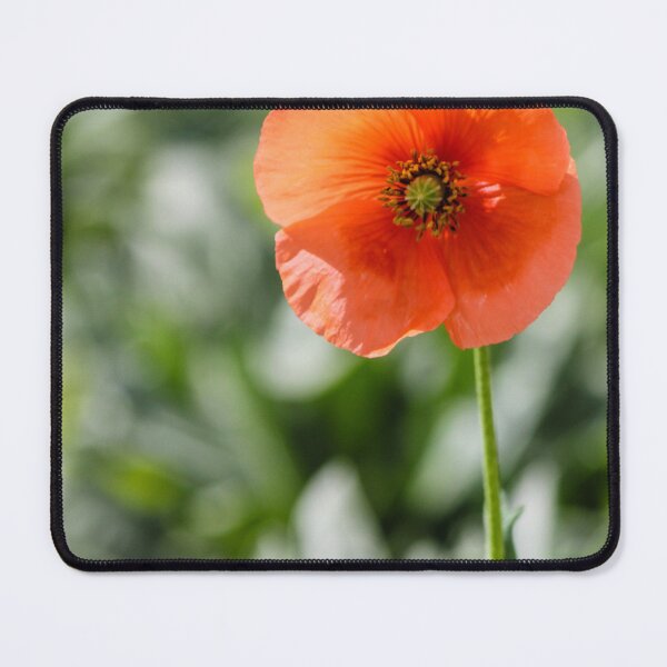 Item preview, Orange Poppy Flower Blooming on Tall Stem Against Soft Green Bokeh Background designed and sold by Nmallia.